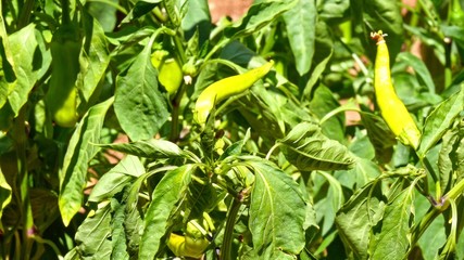 Closeup view of fresh green seedlings of pepper vegetables. Selective focus.