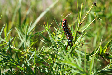 caterpillar on a leaf