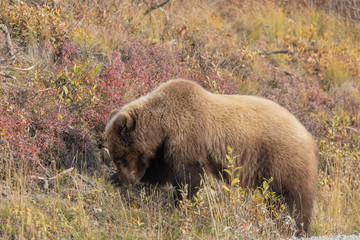 Grizzly Bear in Alaska in Autumn