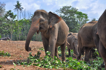 Fototapeta na wymiar Photo of an elephant in nature. Pinnawala Elephant Orphanage, Sri Lanka.
