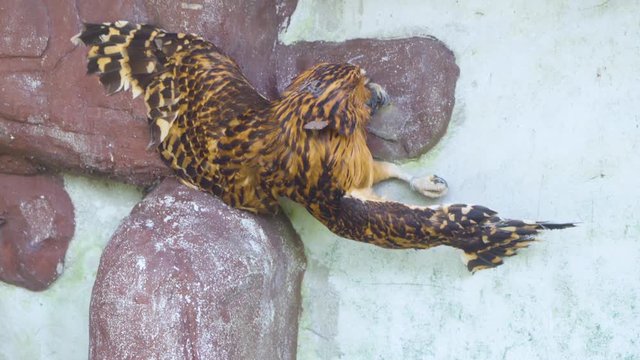 Sick Buffy Fish owl trying to perch on branch