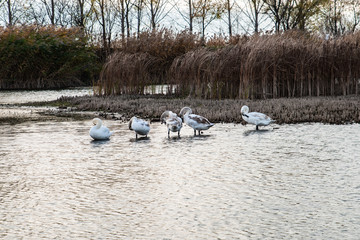 Swans standing in the water