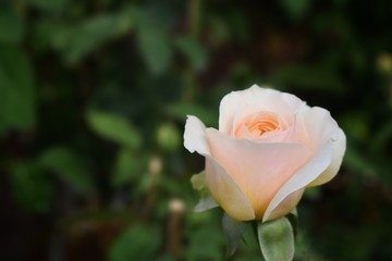 pink rose in the garden