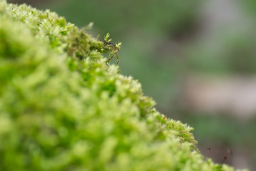 Green moss on the edge of the forest 