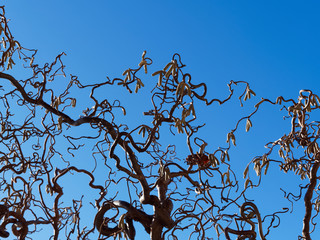 (Corylus avellana 'Contorta') Korkenzieher-Hasel mit Korkenzieherartig gewundenen Zweige aus voll...
