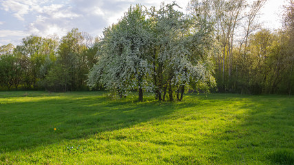 Blossoming pear trees in a village in a meadow. Web banner.
