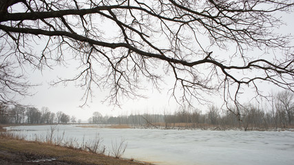 Oak tree branches over a frozen river.
