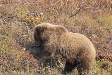 Grizzly Bear in Alaska in Autumn