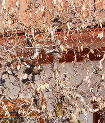 (Corylus avellana 'Contorta') Korkenzieher-Hasel ein auffälliger Strauch in Garten. Die hängenden Kätzchen sehen richtig toll aus