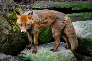 Foxes are small-to-medium-sized, omnivorous mammals belonging to several genera of the family...
