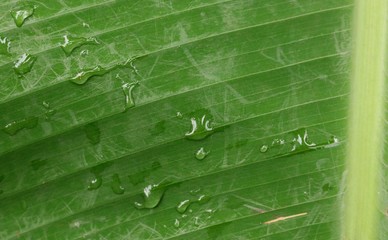 parte de hoja de banano con gotas de agua