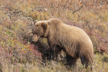 Grizzly Bear in Alaska in Autumn