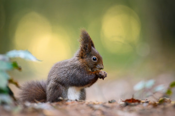 Naklejka na ściany i meble Red squirrel eats the nut in the natural environment, beautiful bokeh, close up, Sciurus vulgaris