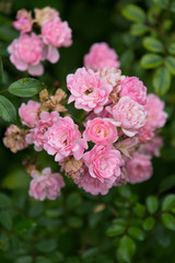 Fototapeta na wymiar Bush of a pink rose in the garden.