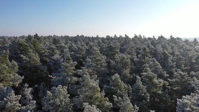 Wald im Winter bei blauem Himmel