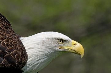 Bald Eagle is the National bird of the USA. Adults have a white head and tail with a massive yellow bill. It is a bird of prey found in North America.