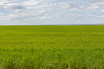 green planted field with agricultural crops, green background with blue sky, rural not urban landscape