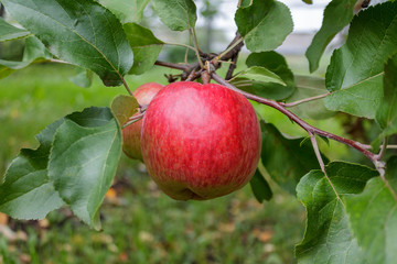 ripe red juicy sweet apple on an apple tree branch in the garden, agricultural theme, harvesting, crop, gardening worker