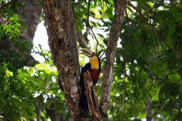 Ramphastos dicolorus toucan with open beak