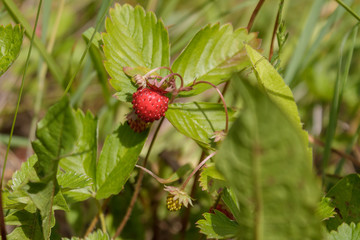 ripe red juicy sweet berry of wild strawberry field close-up, forest berries