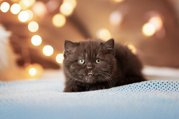 Britisch Kurzhaar Kitten in chocolate mit Bernstein Augen ganz verträumt und süß