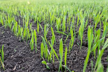 recently sprung sprouts of wheat and rye crops on a farm field, agricultural products and crops,...