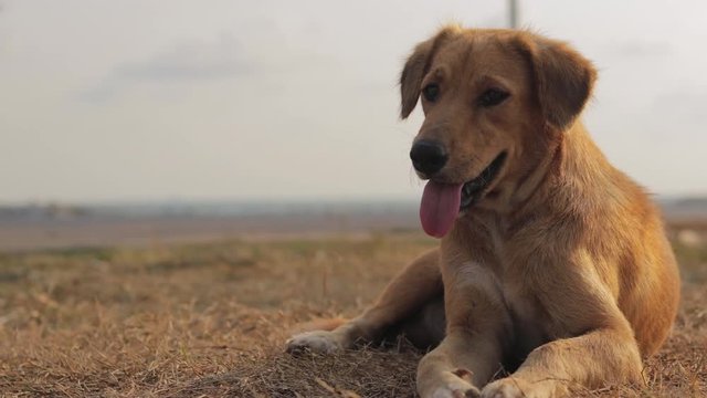 Brown mongrel dog resting on the grass, breathing heavily with his tongue out and looking around the area.