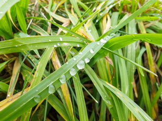 raindrops left on green grass leaves after rain in summer or spring, rainy weather, weather forecast with precipitation and showers, high humidity