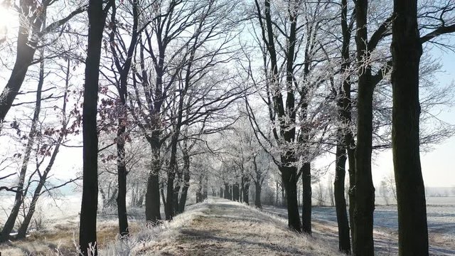 Winter am Deich