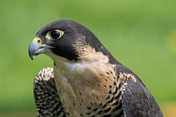 Peregrine Falcons were formerly endangered but have been reintroduced in many regions of the USA. Size and strong face patterns mark this species. Also known as the peregrine, and historically as the 