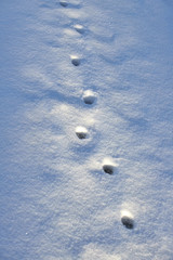 Traces of a cat on the fresh snow