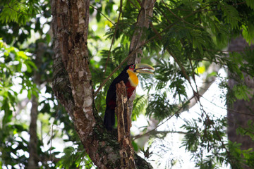 Fototapeta premium Ramphastos dicolorus toucan with open beak