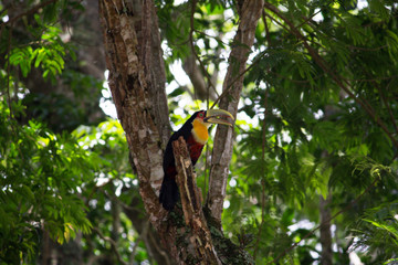 Ramphastos dicolorus toucan with open beak © Amanda Comarim