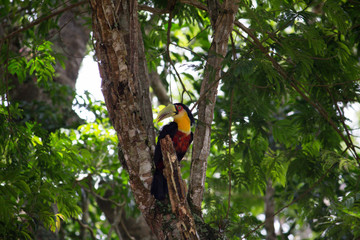 Fototapeta premium Ramphastos dicolRamphastos dicolorus toucan with open beakorus toucan sitting on tree