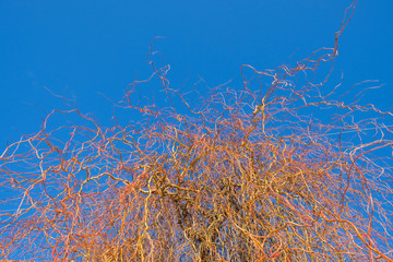 Bare branches of Salix matsudana on a background of blue sky in winter in Ukraine. Chaos concept. Copy space.
