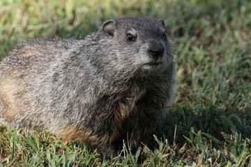 Wild Groundhog seen on a sunny day in Wheeling, West Virginia