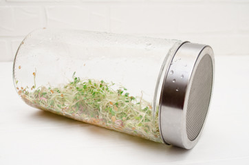 Glass jar with a metal lid and sieve, for microgreen, young sprouts of radish, lucerne, fenugreek plants on white background