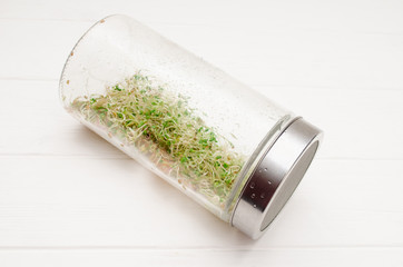 Glass jar with a metal lid and sieve, for microgreen, young sprouts of radish, lucerne, fenugreek plants on white background