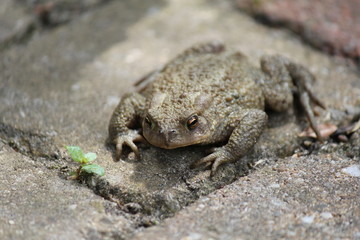 a natterjack toad at a grey tile closeup outdoors