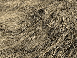 bale of straw in a field