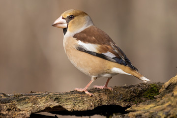 Hawfinch, Coccothraustes coccothraustes, perched on an old trunk on a light uniform background