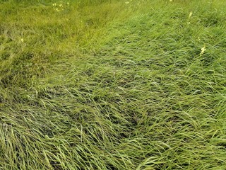 green grass in the field