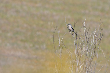 Southern Gray Shrike, Lanius meridionalis, at his usual hunting innkeeper. Leon, Spain
