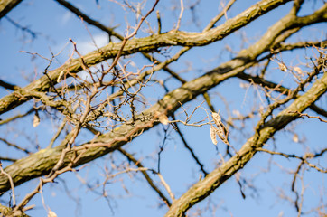 Canopy of deciduous trees in winter 