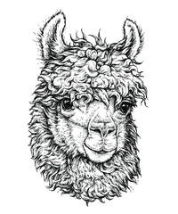 realistic sketch of LAMA Alpaca, black and white drawing, isolated on white - obrazy, fototapety, plakaty