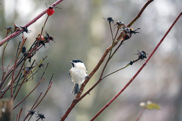 willow tit on a branch	