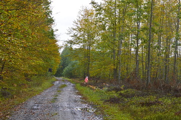 autumn forest, fall colors