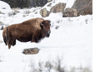 Bison Yellowstone January 2020