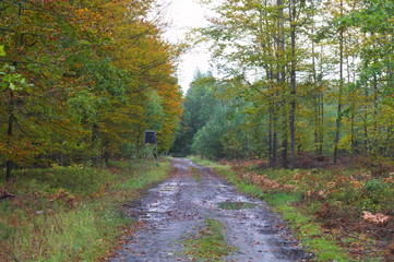 Obraz premium autumn forest, fall colors