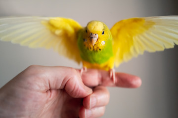 Yellow and green budgerigar parakeet pet taking off from the finger and hand of a person.  The...